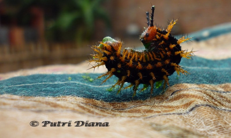 role caterpy – Hypolimnas bolina