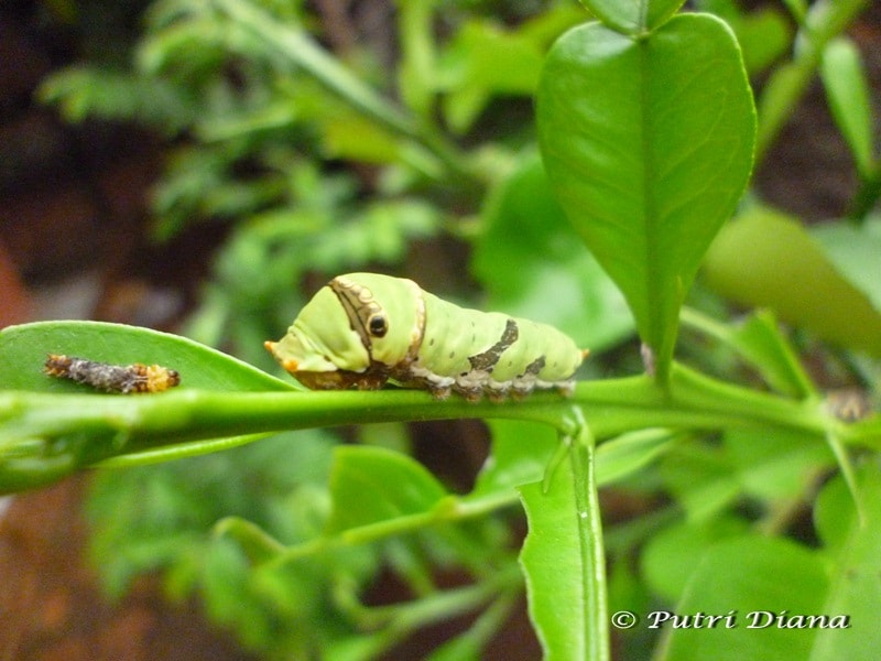 Papilio demoleus caterpy