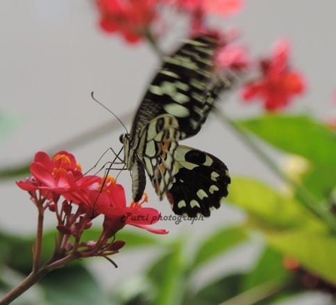 lime swallow tail, kupu-kupu jeruk