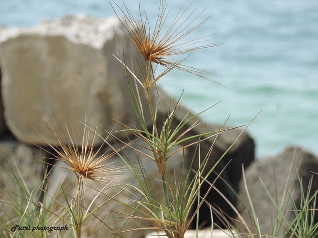 Rumput angin, suket kretanan (Jawa), jukut tiyara (Sunda).