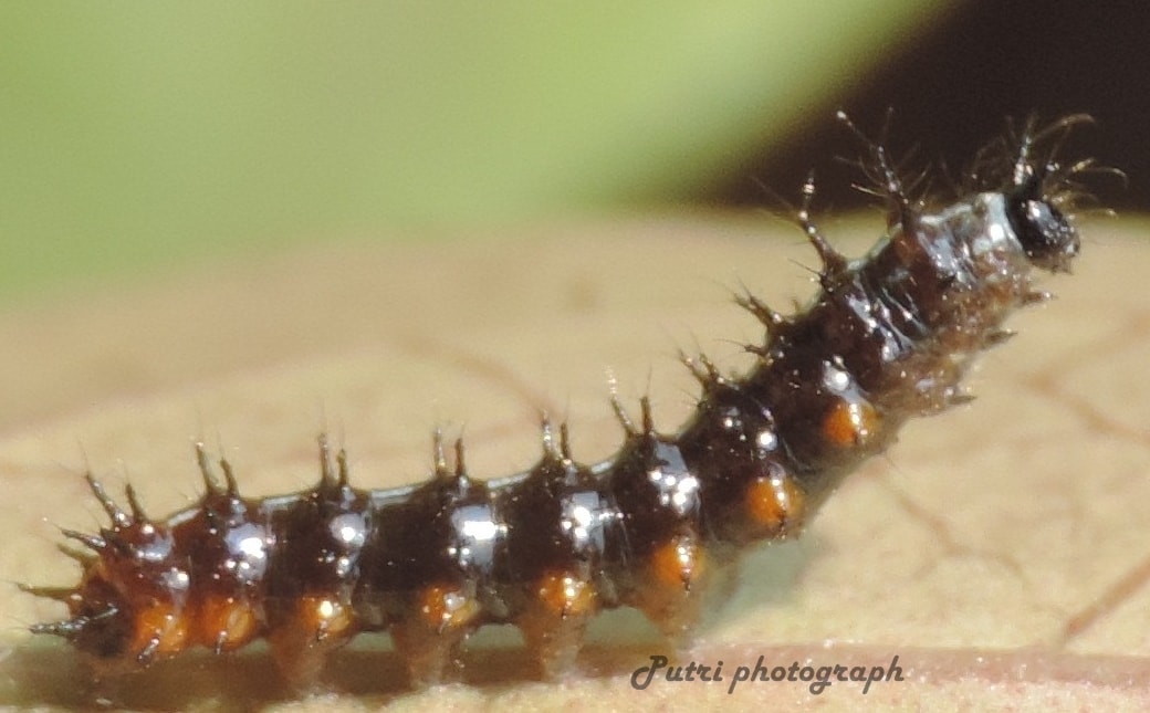 Stand caterpy – Doleschallia bisaltide
