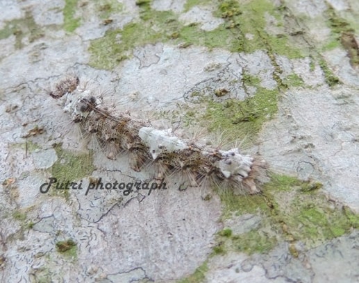 lichen moth caterpy