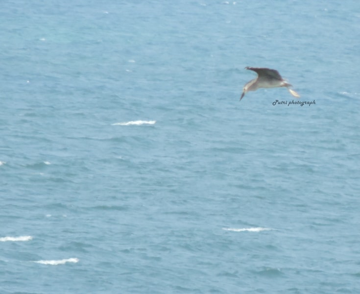 Koak malam kelabu, Nycticorax nycticorax
