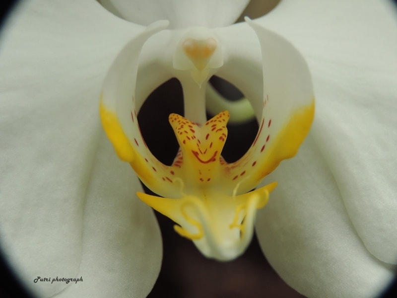 Anggrek Bulan (Phalaenopsis amabilis) Salah Satu Primadona di Taman Kehati √¢‚Ç¨≈ìmBajo√¢‚Ç¨¬ù