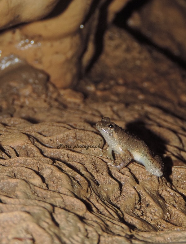 Kodok Bancet salah satu fauna yang terdapat di Luweng Grubug