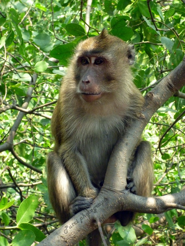 Mereka bilang aku hama, tapi apakah memang benar hama? (re: Macaca fascicularis)
