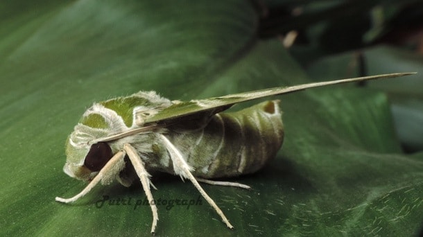 oleander hawk moth, ngengat hijau