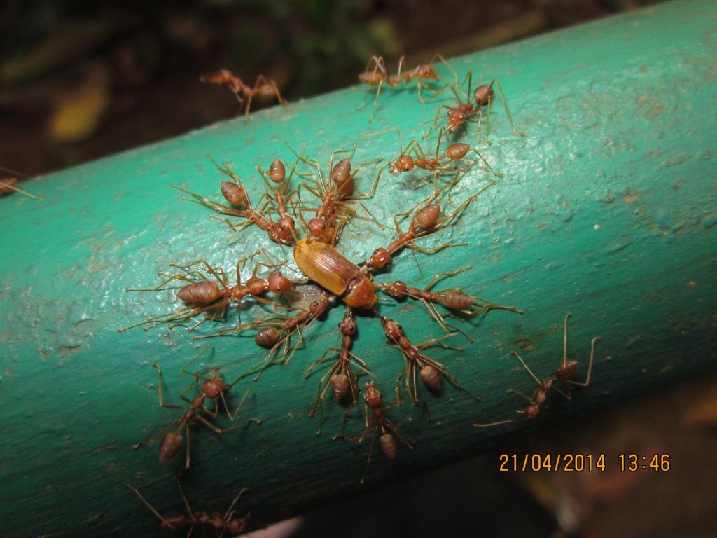 Semut Merah / Semut Rangrang