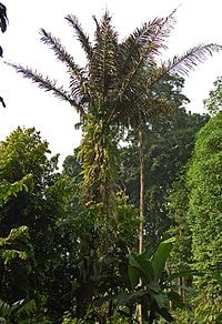 Enau/ juk / ijuk