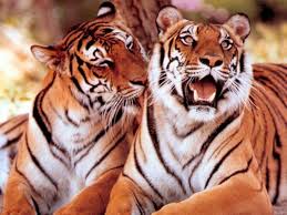Harimau Sumatera (Kucing Besar)