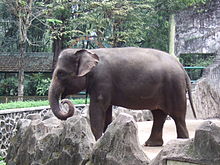 Gajah Sumatera