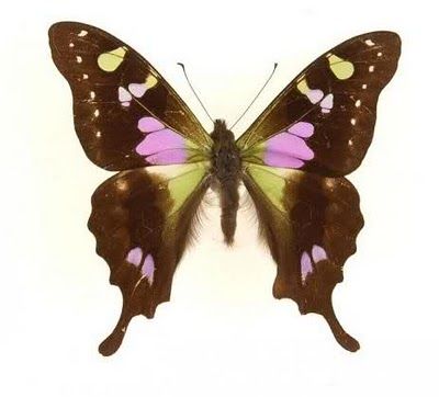 Purple Spotted Swallowtail