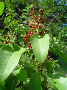 Cendana