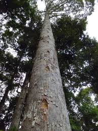 Kopal Keruling, (DAMAR)