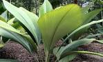 Daun Sang