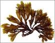 Alga Coklat