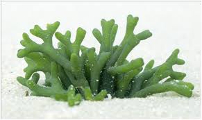 Alga Hijau