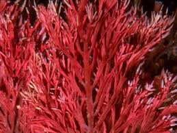 Alga Merah