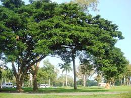 Pohon Duri/ Pohon Aksia