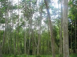 Pohon Albasia