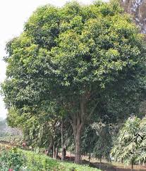 kayu hitam