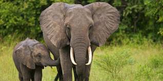 Gajah Sumatera