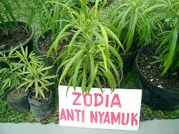 ZODIA, tanaman pengusir nyamuk !