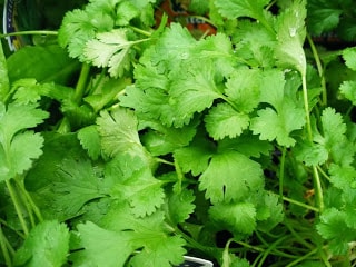 Daun Seledri