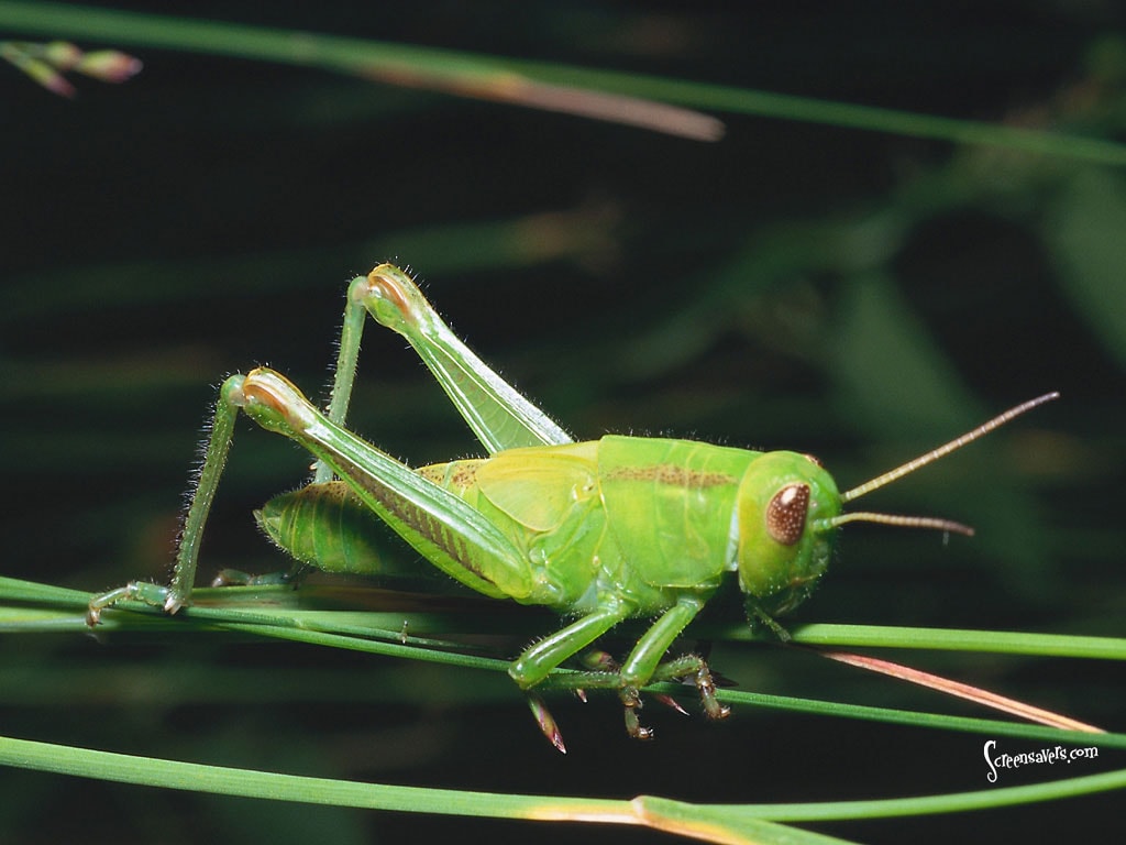 Grasshopper, sang belalang yang indah