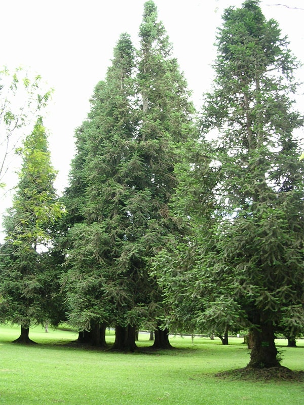 Keunikan pohon Konifer