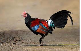 AYAM HUTAN
