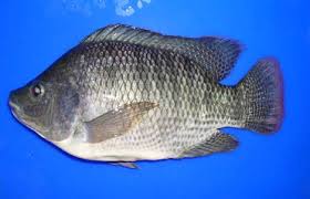 Sejarah Evolusi Ikan