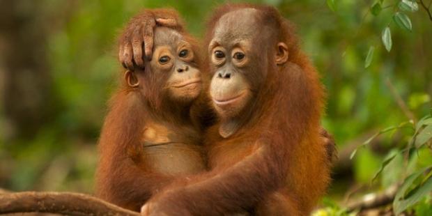 Memahami MAMALIA , maka melestarikan KELUARGA MEREKA !