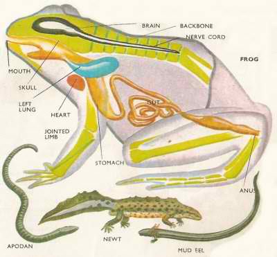 AMFIBI adalah kelas terkecil dari Vertebrata. Betul tidak?