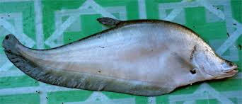 Belida (ikan air tawar)
