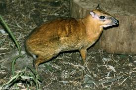 NAPU