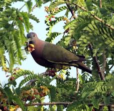 PUNAI (burung mirip merpati )