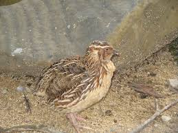 Burung Puyuh