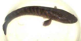 Gabus, Ikan penghuni air tawar
