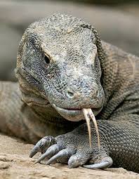 BIAWAK