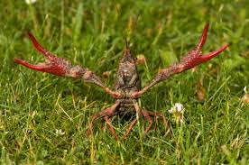 Udang Palemon Merah