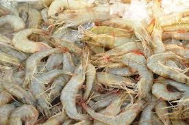Udang Muara