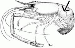 Udang Galah