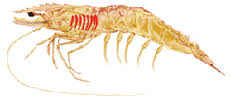 Udang Regang