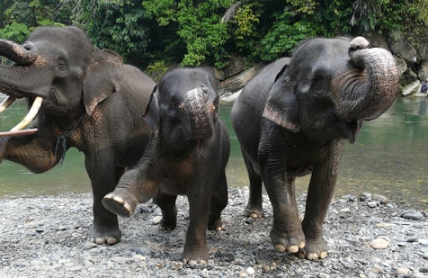 Goes Leuser visit Sumatera elephants