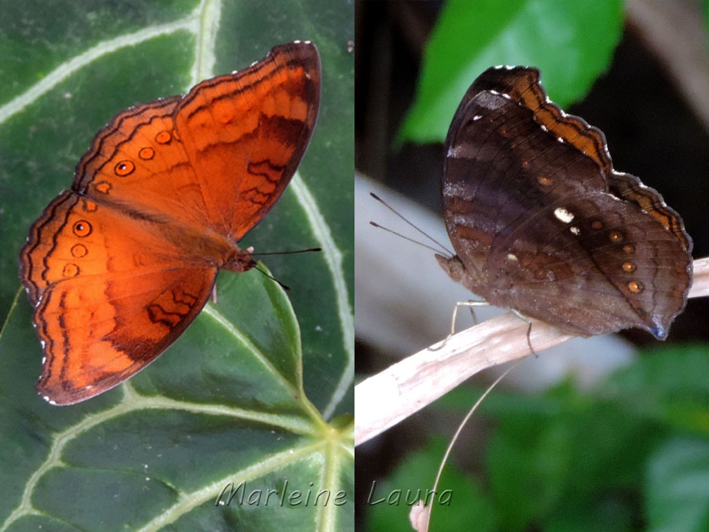 Chocolate Pansy (Junonia hedonia)