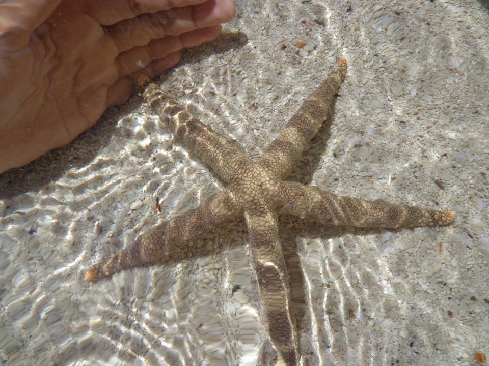 Nardoa novaecaledoniae alias bintang laut jerapah