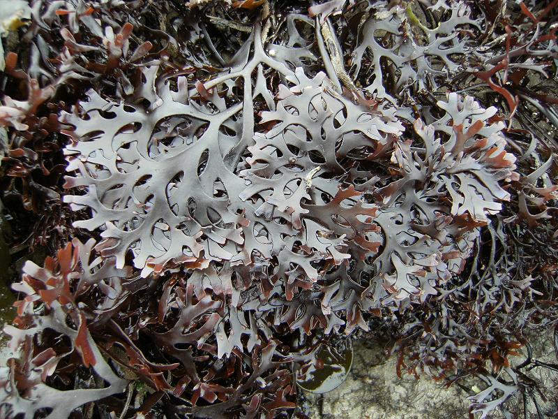 Rumput Laut