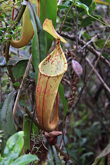 Kantong Semar (Nepenthes densiflora Dander)