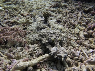 Kamuflase ikan Batu